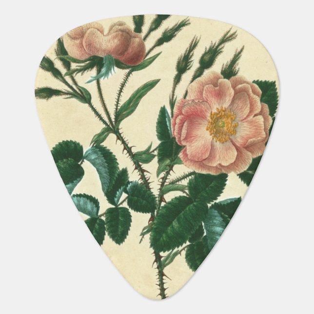 Sweet Briar Rose Guitar Pick (Front)
