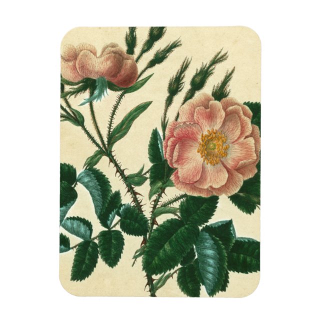Sweet Briar Rose Magnet (Vertical)