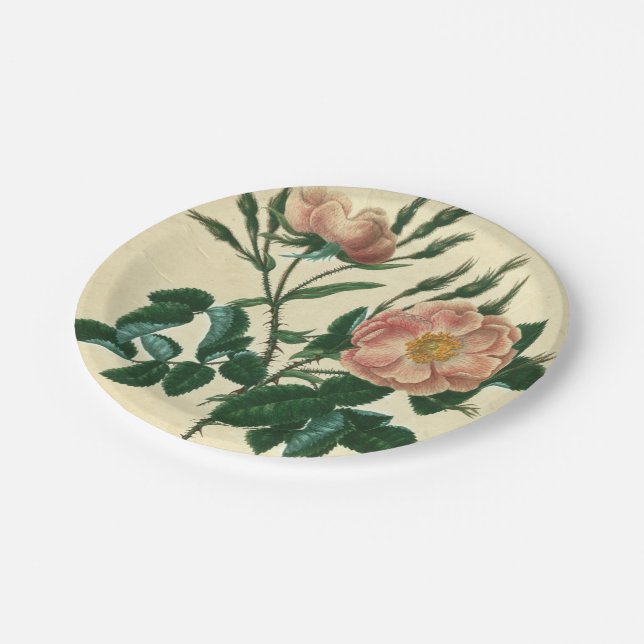 Sweet Briar Rose Paper Plates (Angled)