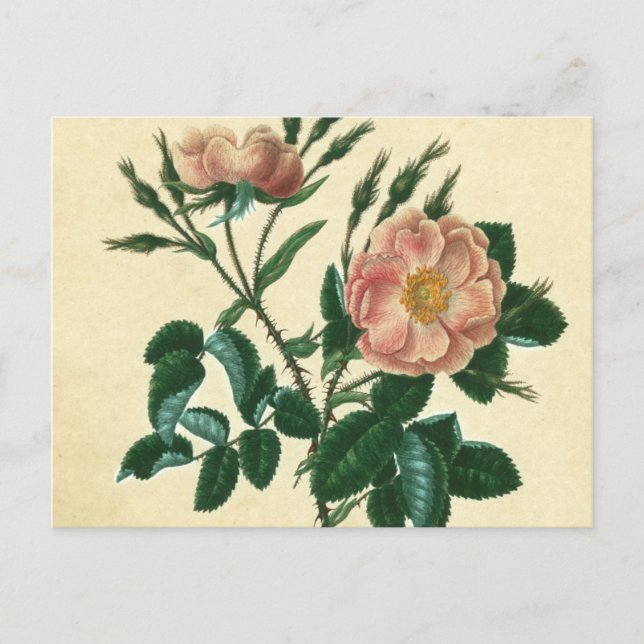 Sweet Briar Rose Postcard (Front)