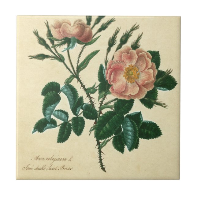 Sweet Briar Rose Tile (Front)