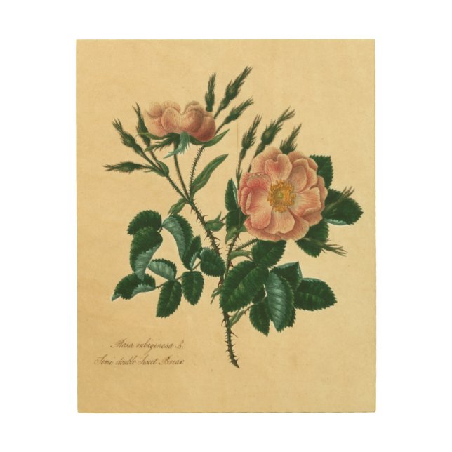 Sweet Briar Rose Wood Wall Decor (Front)