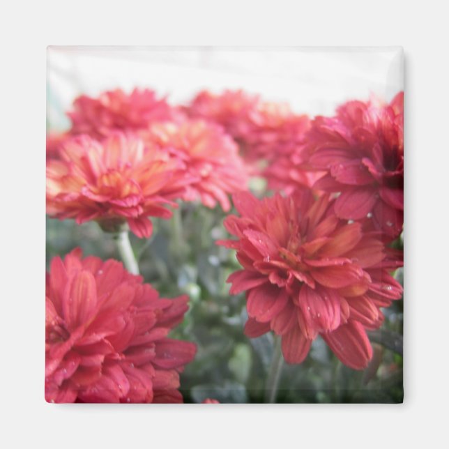 Sweet Bright Chrysanthemums Magnet (Front)