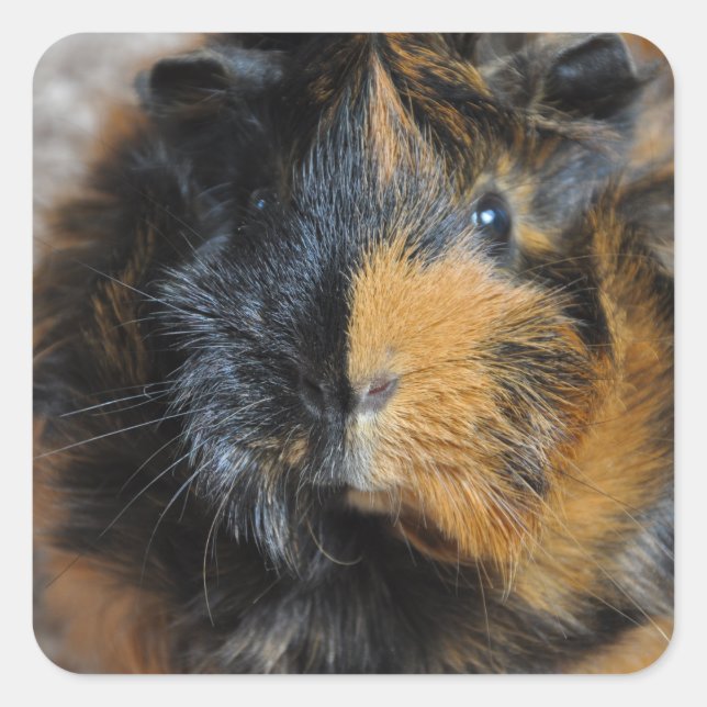 Sweet, Brindle, Rosette Guinea Pig Face Closeup Square Sticker (Front)