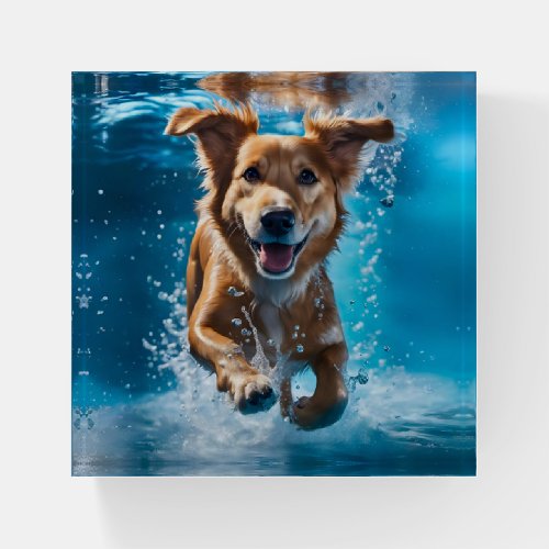 Sweet Brown and White Dog Splashing in the Water Paperweight