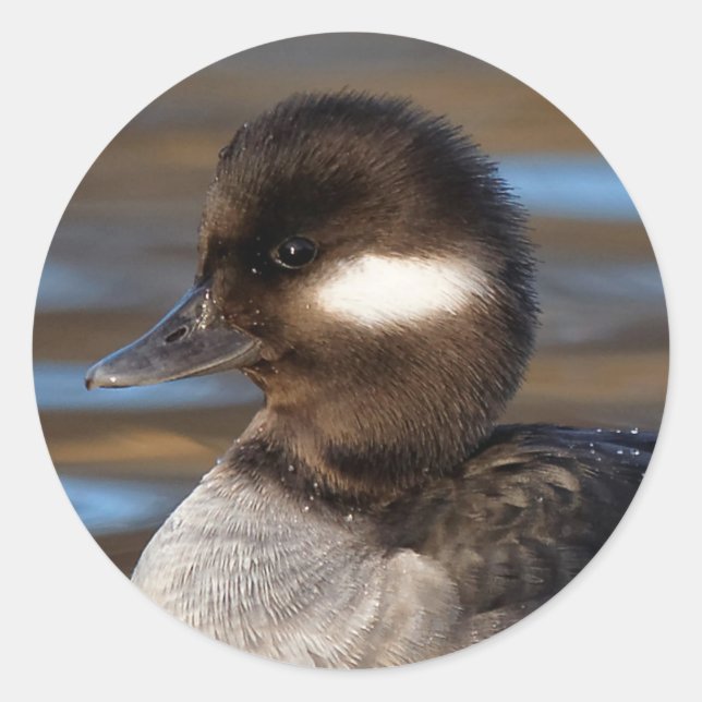 Sweet Bufflehead Duck on Sunlit Waters Classic Round Sticker (Front)