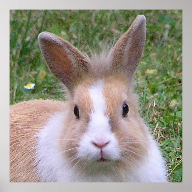 sweet bunny poster (Front)