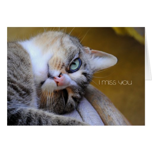 Sweet Cat I Miss You Card | Zazzle