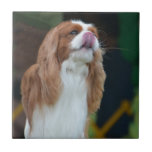Sweet Cavalier King Charles Spaniel Ceramic Tile