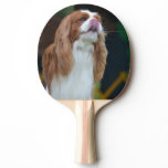 Sweet Cavalier King Charles Spaniel Ping-Pong Paddle