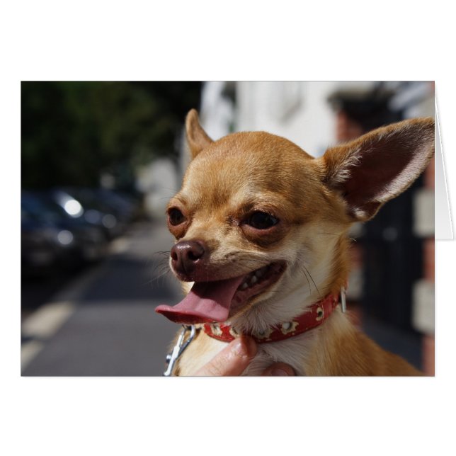 Sweet Charlie Chihuahua Cards (Front Horizontal)