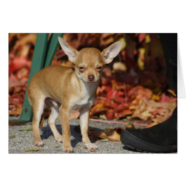 Sweet Charlie Chihuahua Cards (Front Horizontal)