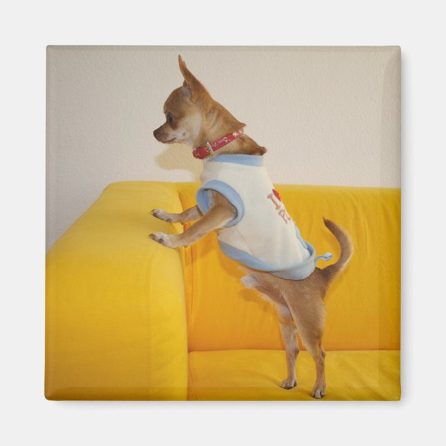 Sweet Charlie Chihuahua Magnet (Front)
