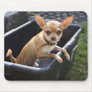 Sweet Charlie Chihuahua Mouse Pad