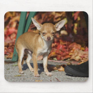 Sweet Charlie Chihuahua Mouse Pad