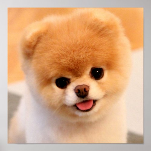 Sweet Charming Pomeranian Unique Poster