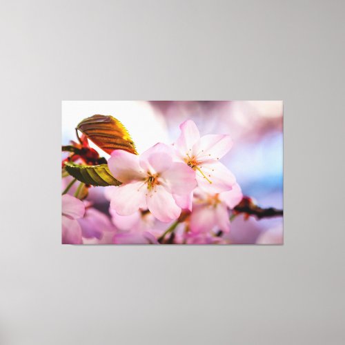 Sweet Cherry Blossoms Of Pink Color And Blue Sky Canvas Print