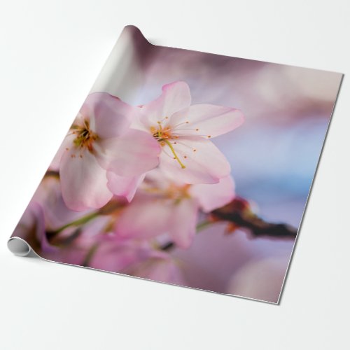 Sweet Cherry Blossoms Of Pink Color And Blue Sky Wrapping Paper