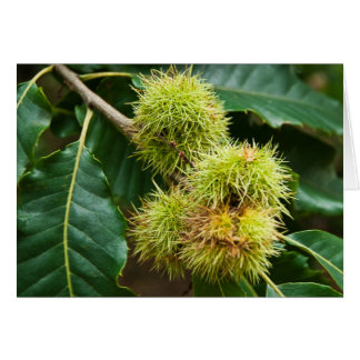 Sweet Chestnut Cards
