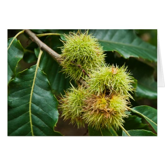 Sweet Chestnut Cards (Front Horizontal)