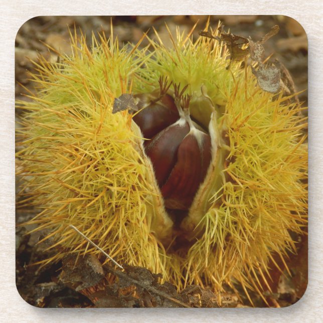 Sweet Chestnut Hard Plastic Coasters (Front)