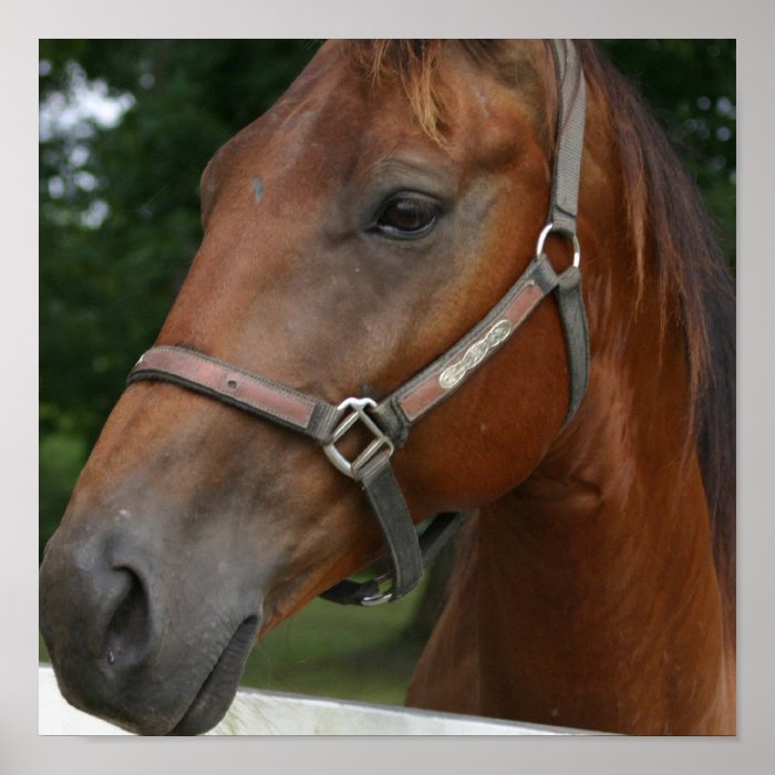 Sweet Chestnut Horse Poster