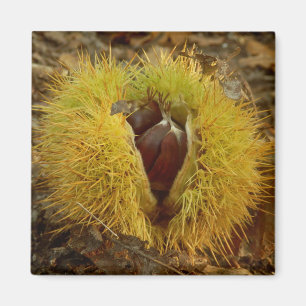 Sweet Chestnut Magnet