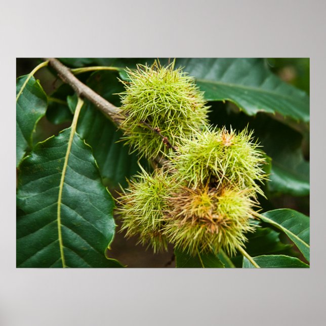Sweet Chestnut Poster (Front)