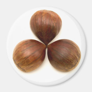 Sweet chestnuts fruits magnet