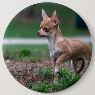 Sweet Chihuahua Puppy Gundog Wannabe Pinback Button