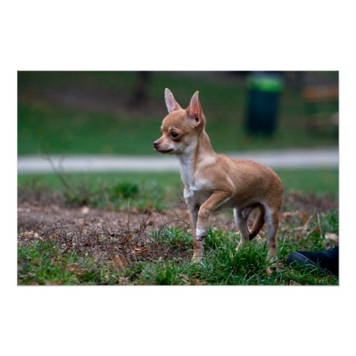 Sweet Chihuahua Puppy Gundog Wannabe Poster