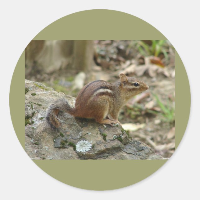Sweet Chipmunk Hot Springs National Park Gifts Classic Round Sticker (Front)