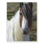 Sweet Connemera Pony Temporary Tattoos