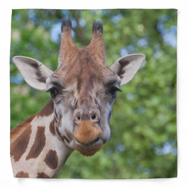 Sweet Curios Giraffe Bandana (Front)