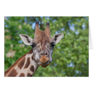 Sweet Curios Giraffe Cards