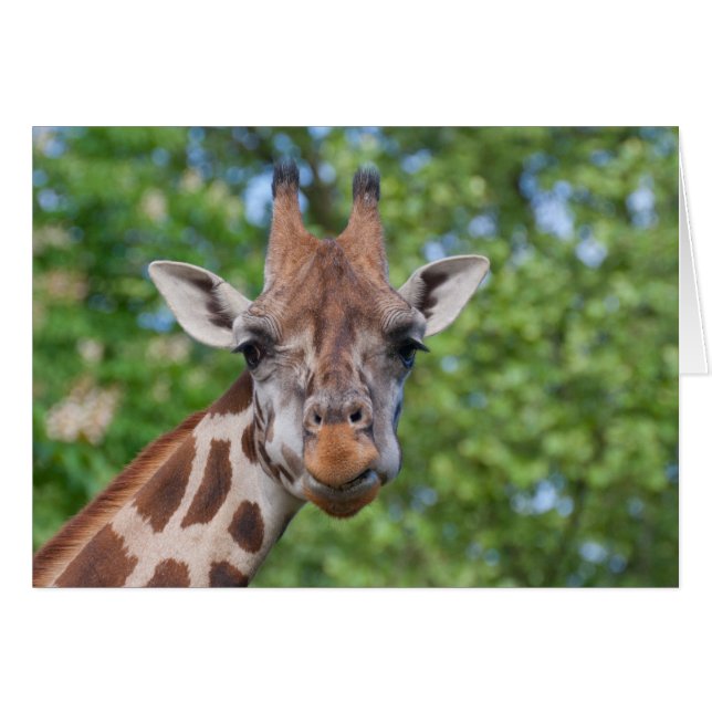 Sweet Curios Giraffe Cards (Front Horizontal)