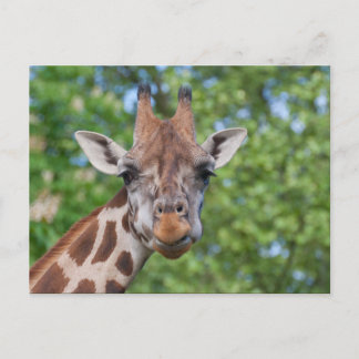 Sweet Curios Giraffe Postcard