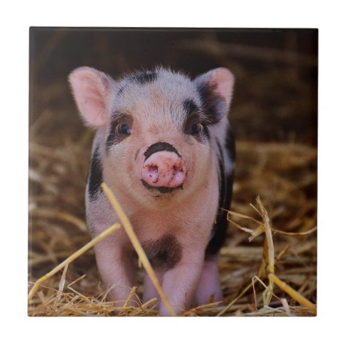 Sweet Cute Pig Ceramic Tile