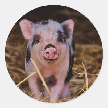 Sweet Cute Pig Classic Round Sticker by Wonderful12345 at Zazzle