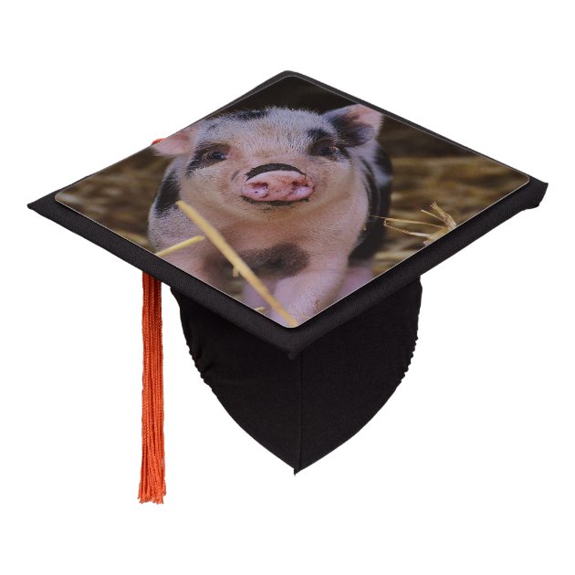 Sweet Cute Pig Graduation Cap Topper