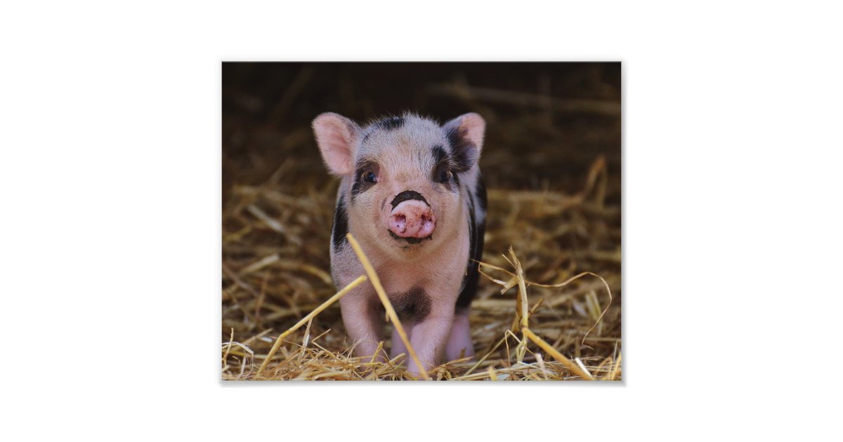 Sweet Cute Pig Photo Print | Zazzle