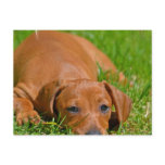 Sweet Daschund Sleeping  Postcard