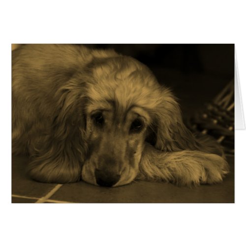 Sweet Dog _ Golden Retriever in Sepia Tones