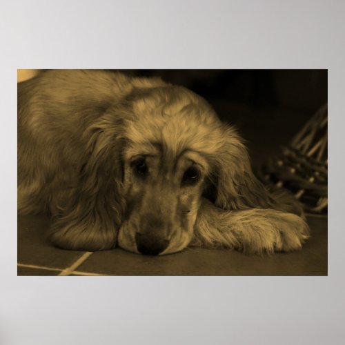Sweet Dog _ Golden Retriever in Sepia Tones Poster