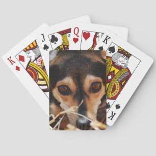 Sweet dog laying in hay poker cards