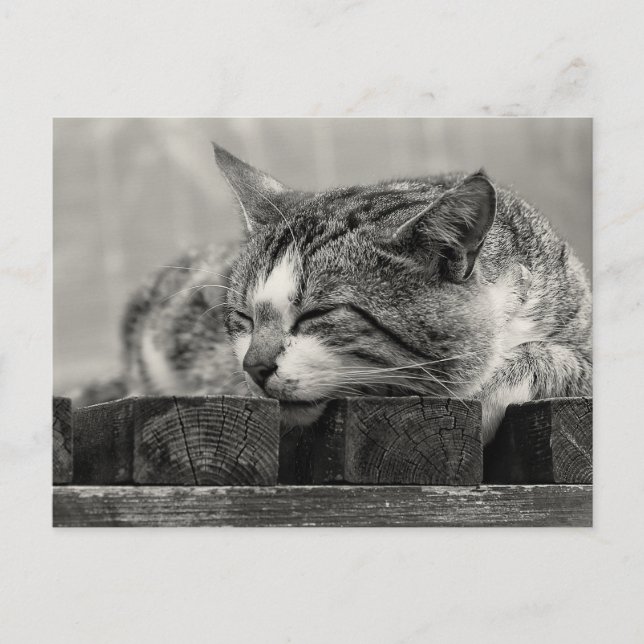 Sweet Dream Postcard (Front)