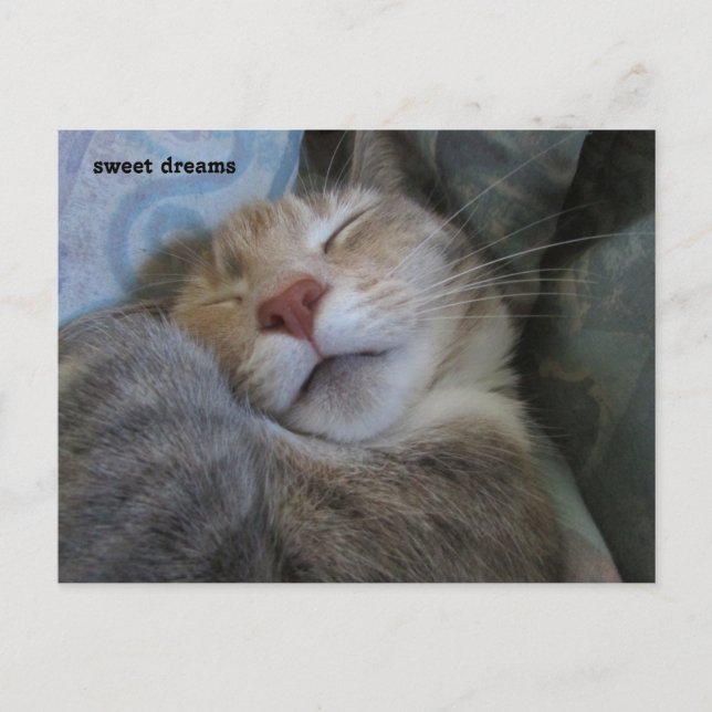sweet dreams cat taking her nap postcard (Front)