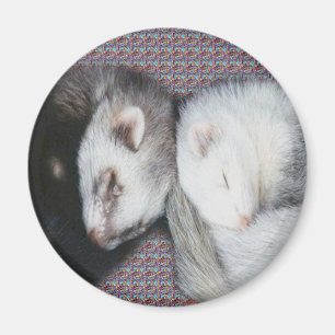Sweet Dreams Ferrets Magnet
