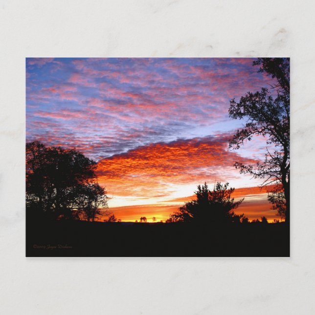 Sweet Dreams Kodi Postcard (Front)