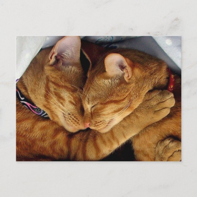 Sweet Dreams Postcard (Front)